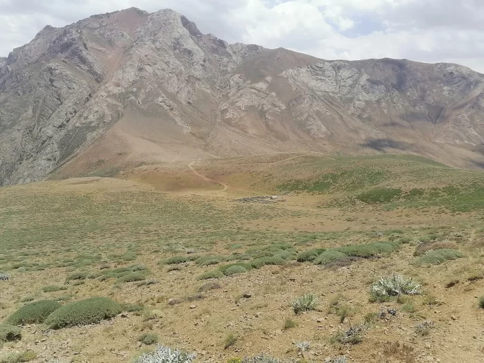 بهترین عسل های طبیعی ایران را بشناسید 6 عسل کوهستان