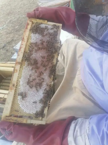 عسل درمانی با عسل طبیعی کوهی 2 32 خاصیت عسل صددرصد طبیعی برای بیماران