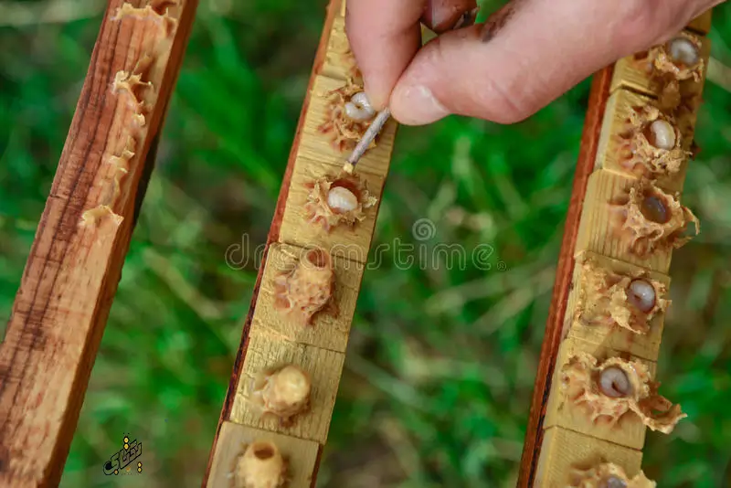 فواید ژل رویال از خاصیت ضد سرطانی تا ماسک صورت 2 ژل رویال طبیعی اصل