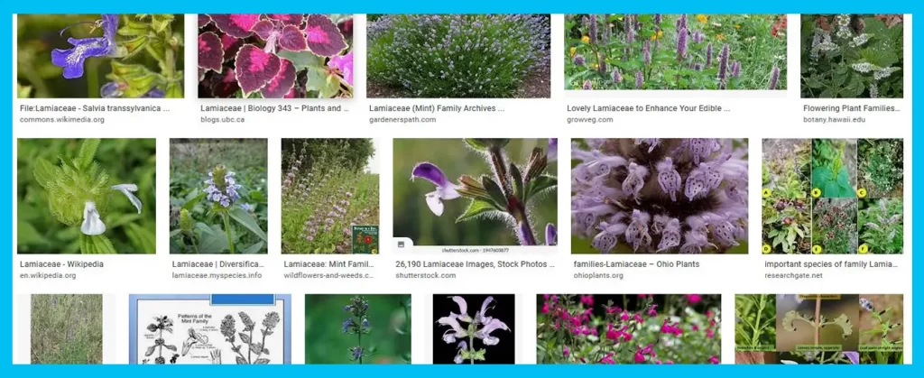 16 خاصیت عسل آویشن طبیعی ارگانیک 2 گونه های آویشن