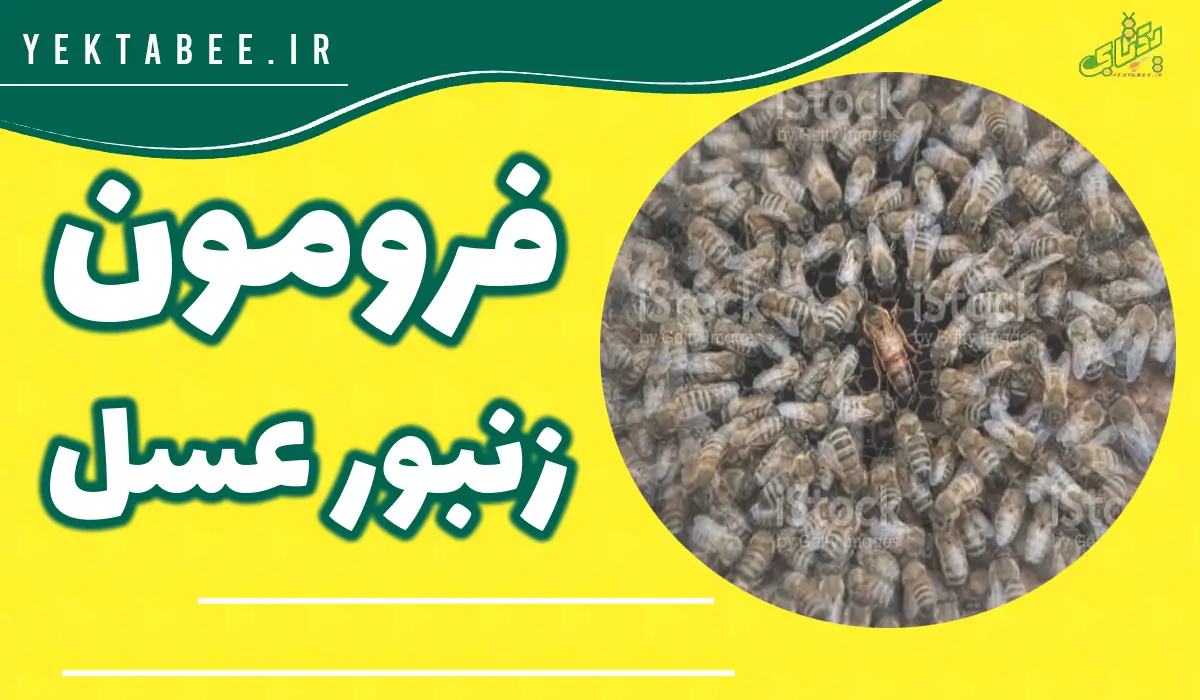 همه چیز درباره فرمون زنبور عسل 1 همه چیز درباره فرمون زنبور عسل/ ملکه دیگر پادشاه نیست!