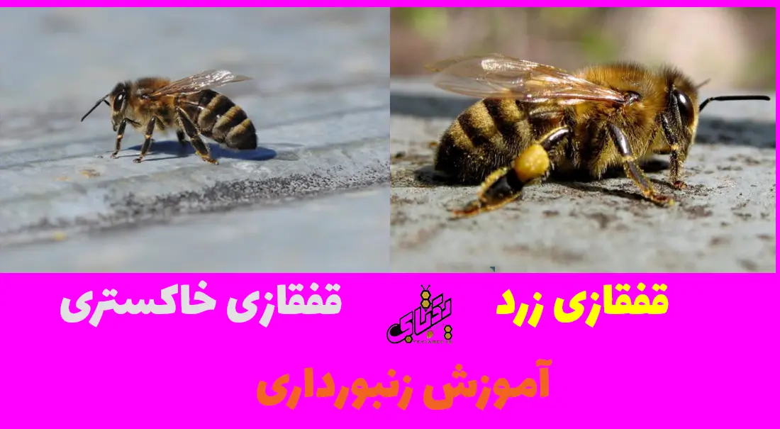 همه نژادهای زنبورعسل در ایران و جهان 7 Caucasian bee