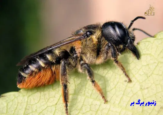 همه نژادهای زنبورعسل در ایران و جهان 14 bargbor bee