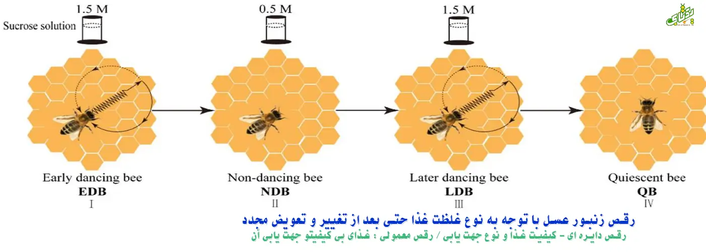 اسرار جدید درباره رقص زنبورهای عسل 7 bee dance type