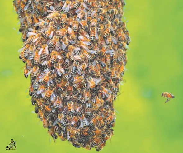 اسرار جدید درباره رقص زنبورهای عسل 6 bee dance 3