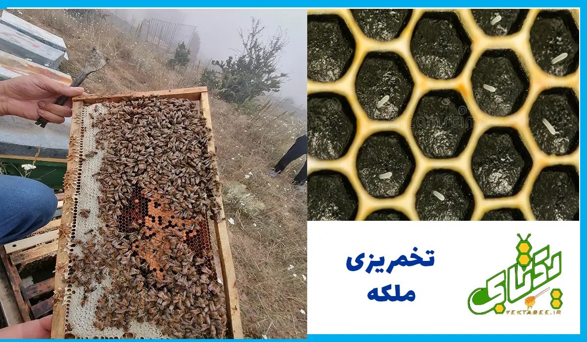 تکثیر و پرورش ملکه زنبورعسل کارنیکا 4 bee-queen-egg-yektabee