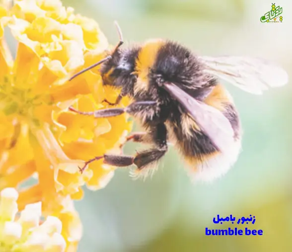 همه نژادهای زنبورعسل در ایران و جهان 15 bumble bee