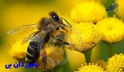 همه نژادهای زنبورعسل در ایران و جهان 19 donbee