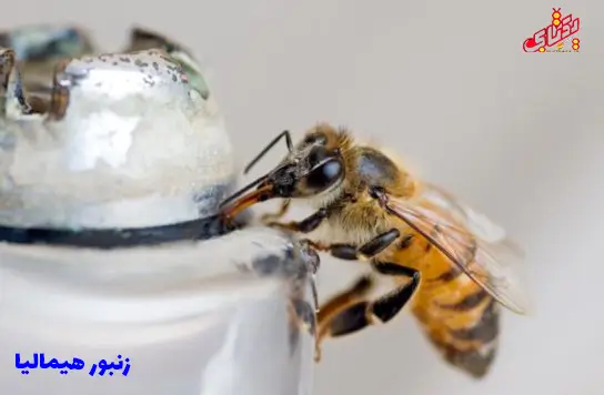 همه نژادهای زنبورعسل در ایران و جهان 13 himalia bee