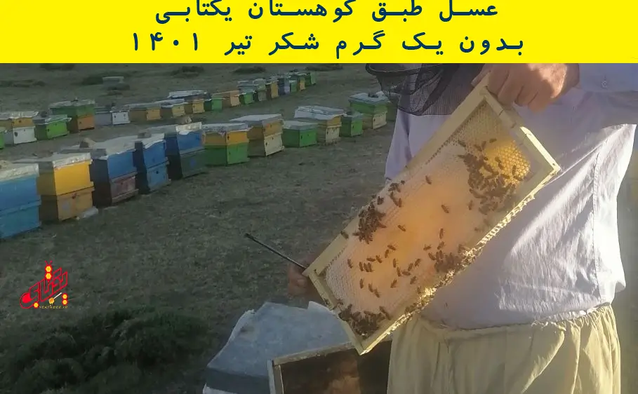 قیمت عسل خوب کوهستان 3 honey-natural-bee-chalmish