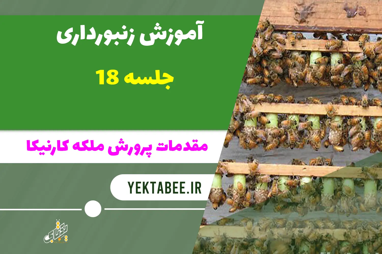 تکثیر و پرورش ملکه زنبورعسل کارنیکا 1 تکثیر و پرورش ملکه زنبورعسل کارنیکا