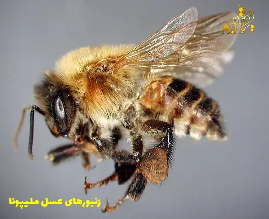 همه نژادهای زنبورعسل در ایران و جهان 21 زنبورهای عسل ملیپونا