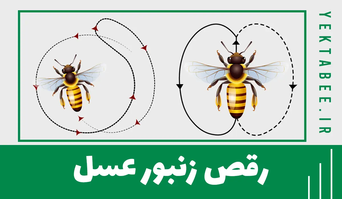اسرار جدید درباره رقص زنبورهای عسل 1 raghs zanboore asal