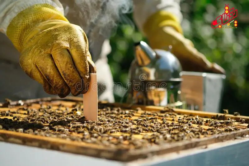 صفر تا 100 مبارزه و درمان کنه زنبورعسل 3 varroa-mite-control