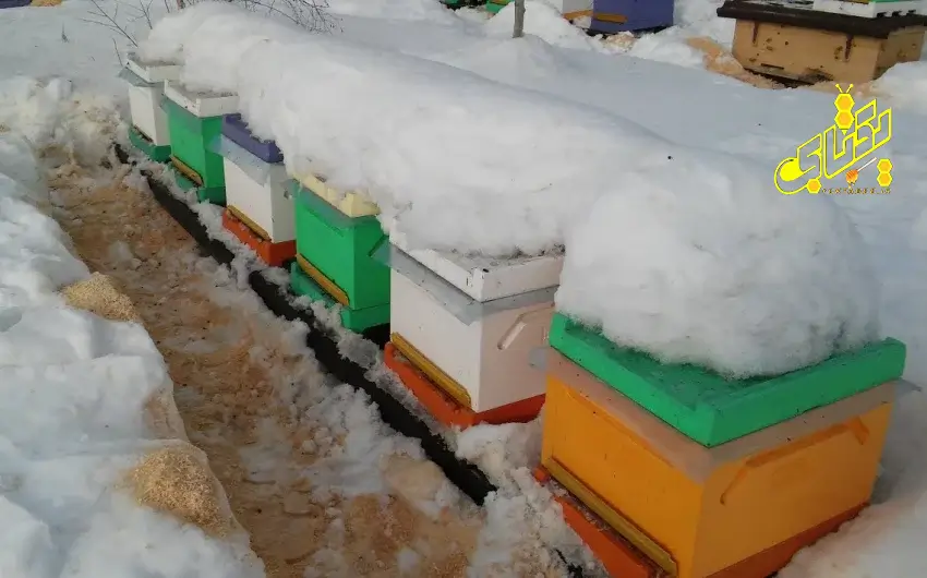 راهنمای کامل زمستان گذرانی زنبورعسل 3 winter-bee-yektabee