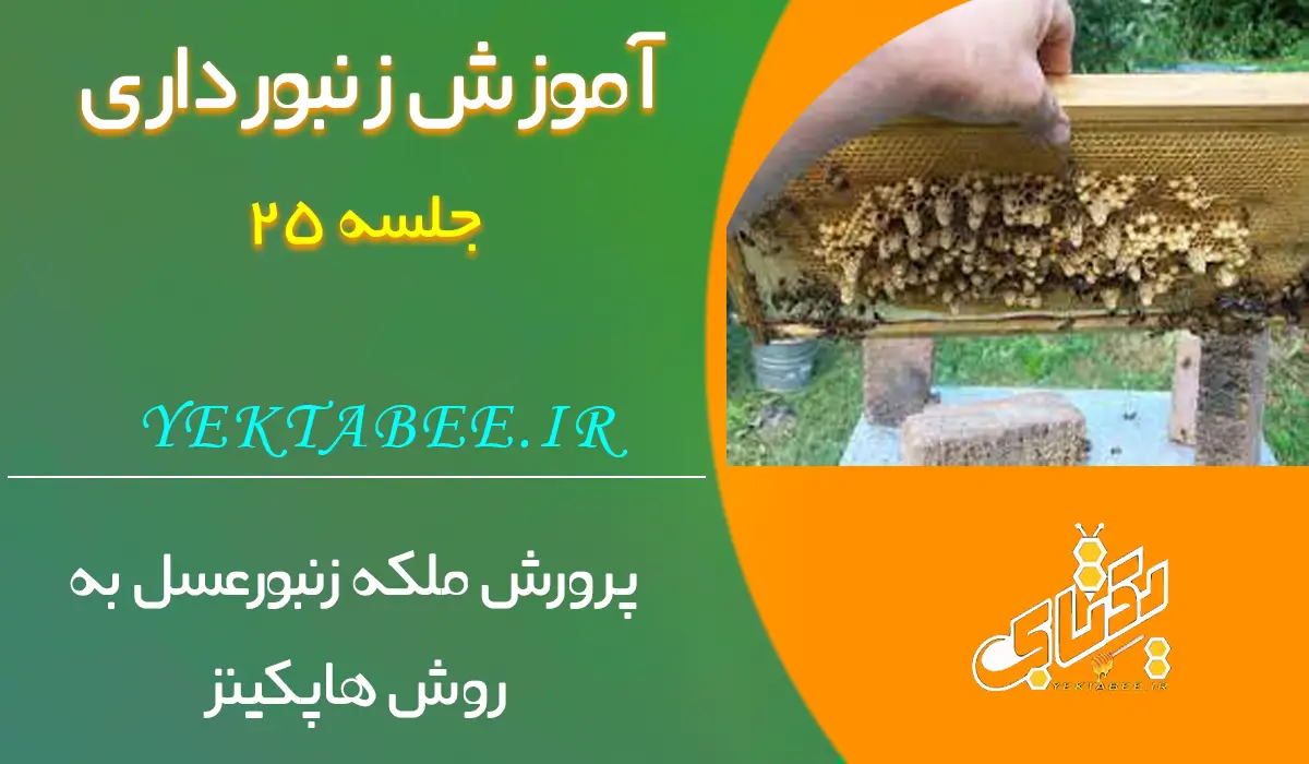 پرورش ملکه زنبورعسل به روش هاپکینز +فیلم آموزشی 1 پرورش-ملکه-زنبورعسل-به-روش-هاپکینز
