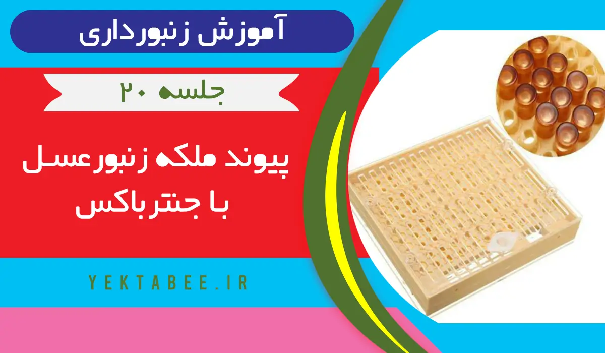 آموزش پرورش ملکه زنبورعسل به 7 روش +فیلم 3 آموزش پیوند ملکه زنبورعسل با جنترباکس