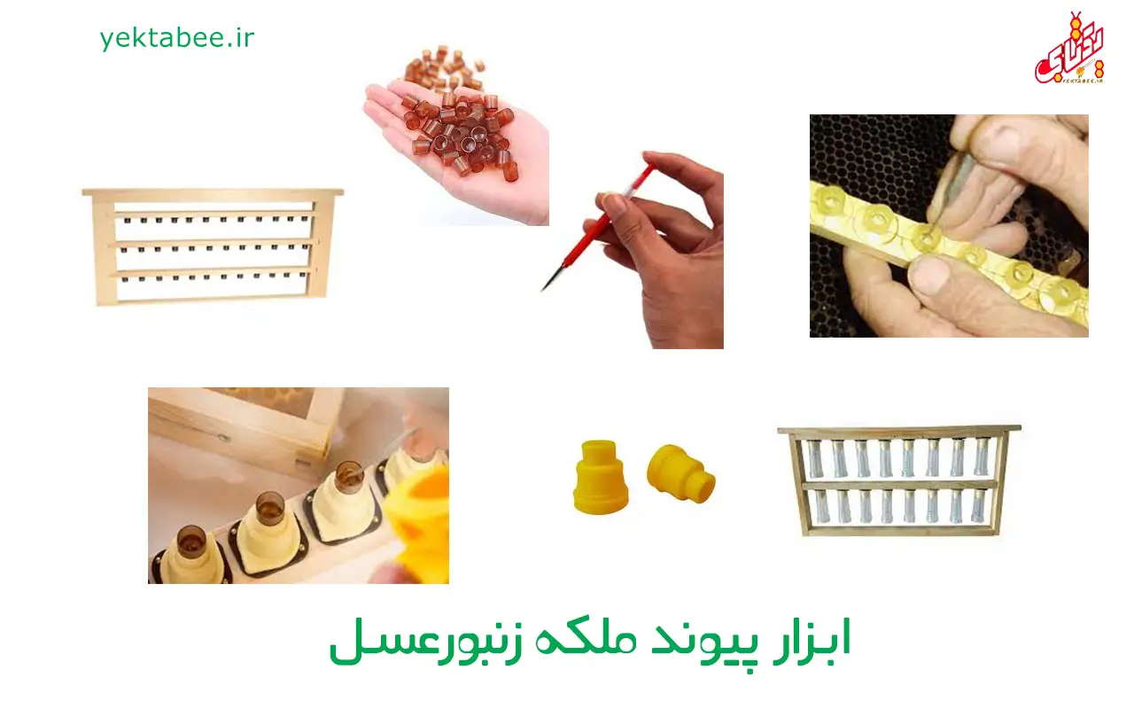 تکثیر و پرورش ملکه زنبورعسل کارنیکا 12 ابزار پیوند ملکه زنبورعسل