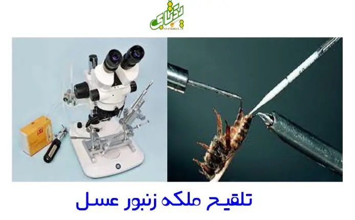تکثیر و پرورش ملکه زنبورعسل کارنیکا 11 دستگاه-تلقیح-ملکه-زنبور
