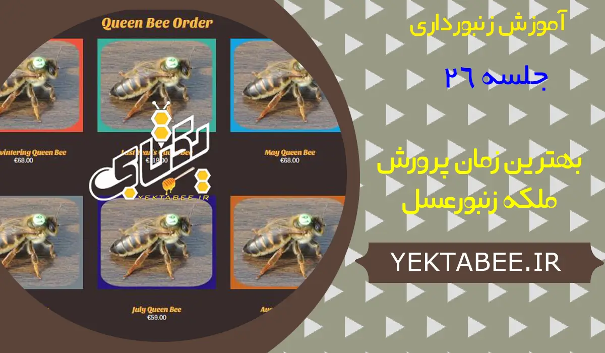 بهترین زمان پرورش ملکه زنبورعسل 1 بهترین زمان پرورش ملکه زنبورعسل