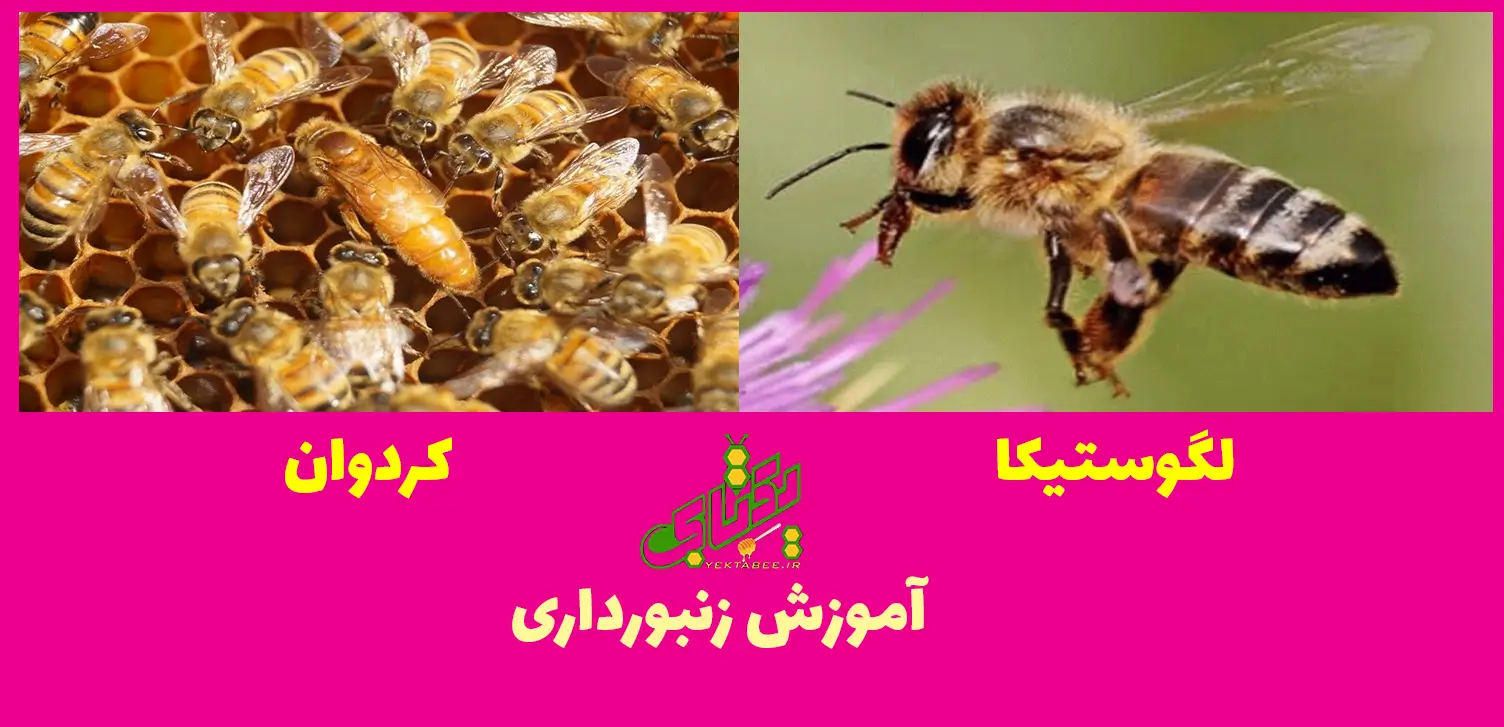 همه نژادهای زنبورعسل در ایران و جهان 2 زنبور عسل ایتالیایی یا لگوستیکا