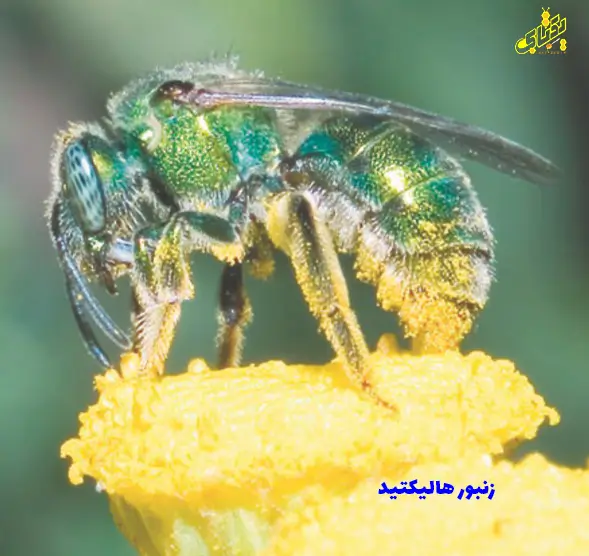 همه نژادهای زنبورعسل در ایران و جهان 16 زنبور هالیکتید