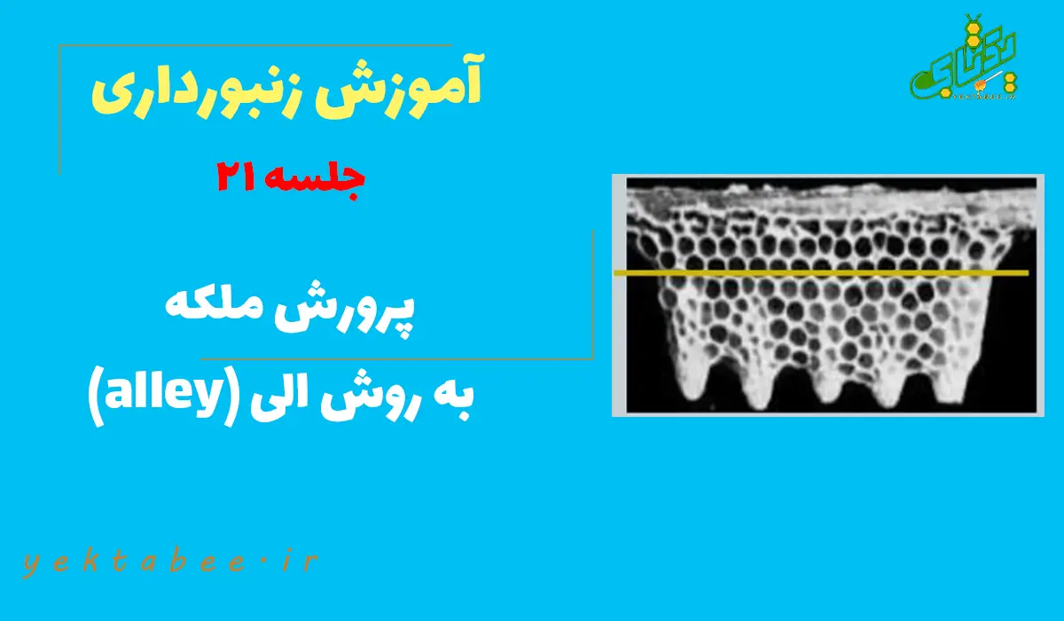 پرورش ملکه زنبور عسل به روش الی (alley) +فیلم 1 پرورش-ملکه-زنبور-عسل-به-روش-الی-alley