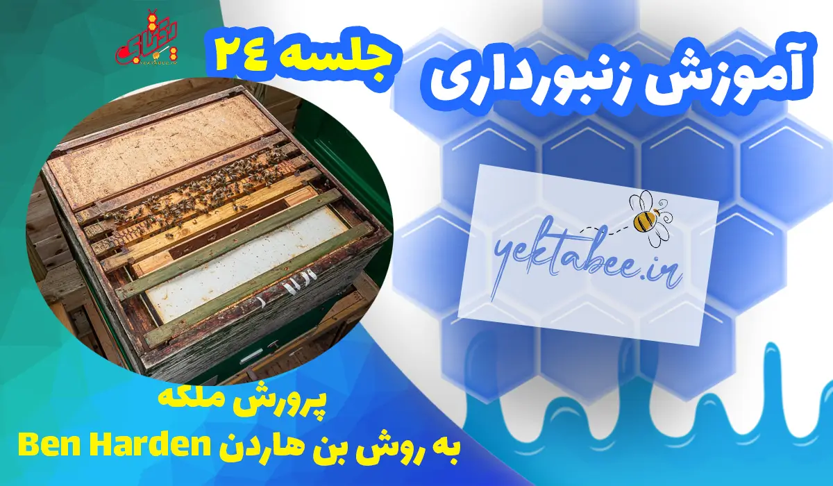 آموزش پرورش ملکه زنبورعسل به 7 روش +فیلم 4 پرورش ملکه زنبورعسل به روش بن هاردن Ben Harden