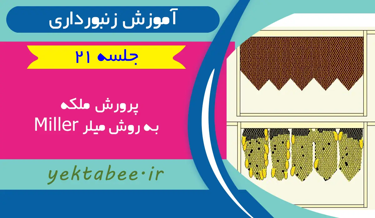 آموزش پرورش ملکه زنبورعسل به 7 روش +فیلم 5 پرورش ملکه زنبورعسل به روش میلر Miller