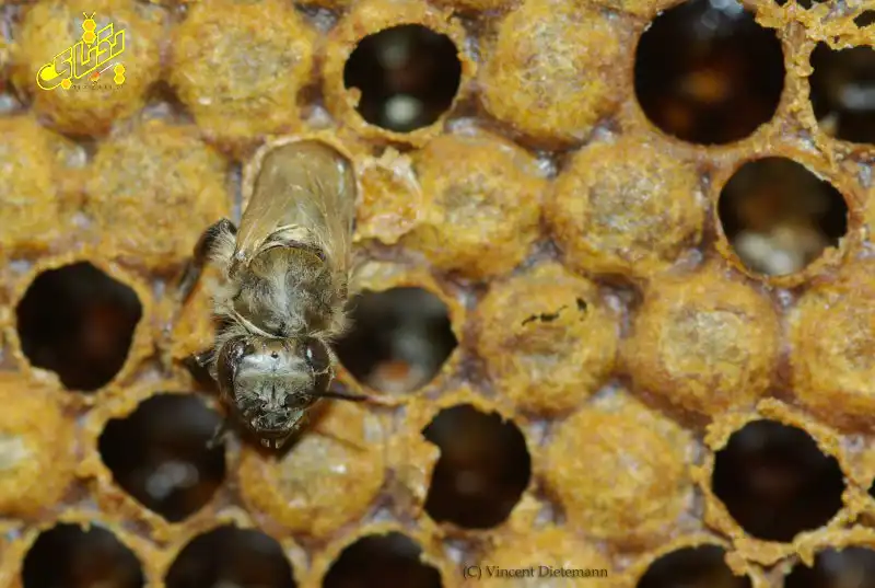 خرید ملکه کارنیکای اصل 15 carnica bee queen 10 copy خرید ملکه کارنیکای اصل