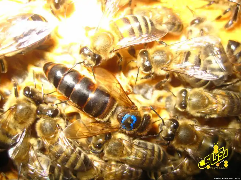خرید ملکه کارنیکای اصل 24 carnica bee queen 19 copy خرید ملکه کارنیکای اصل
