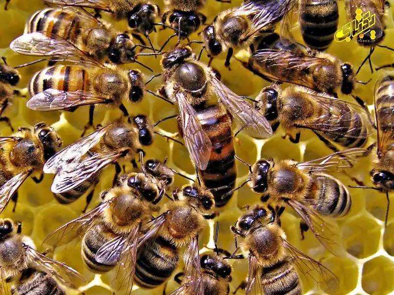 خرید ملکه کارنیکای اصل 26 carnica bee queen 21 copy خرید ملکه کارنیکای اصل