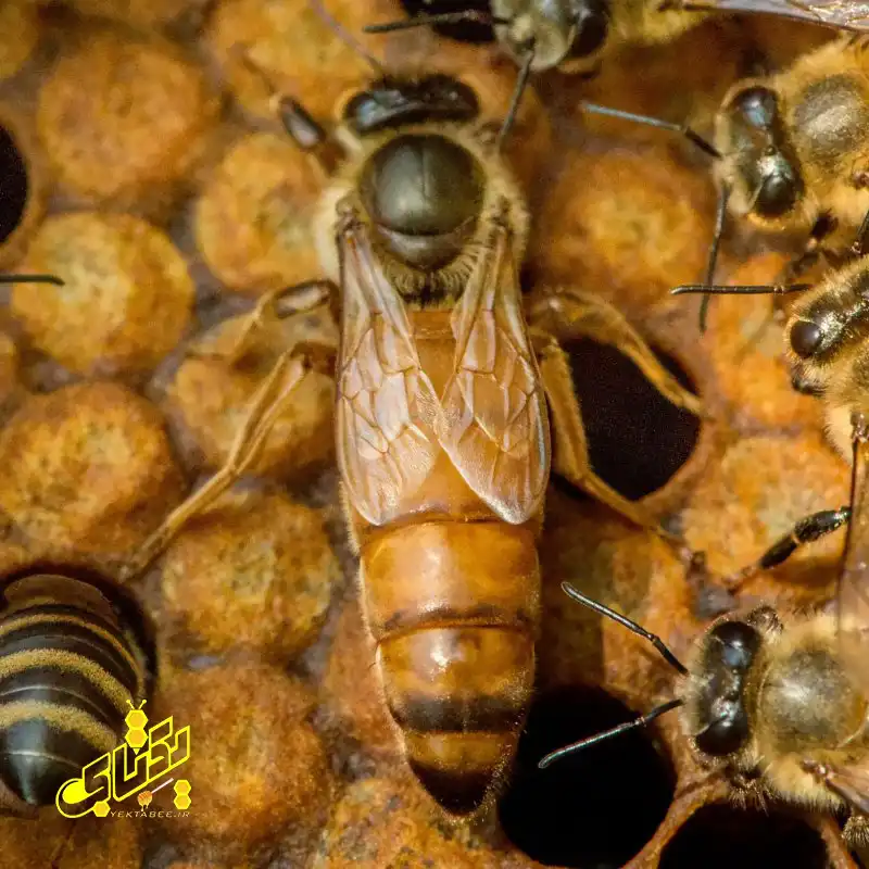 خرید ملکه کارنیکای اصل 30 carnica bee queen 25 copy خرید ملکه کارنیکای اصل