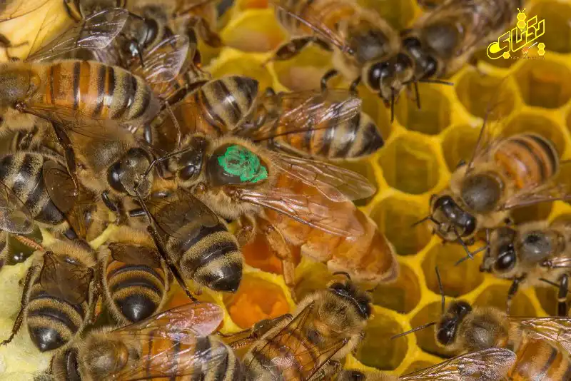 خرید ملکه کارنیکای اصل 35 carnica bee queen 30 copy خرید ملکه کارنیکای اصل