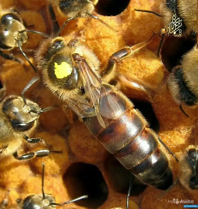 خرید ملکه کارنیکای اصل 44 carnica bee queen 40 copy خرید ملکه کارنیکای اصل