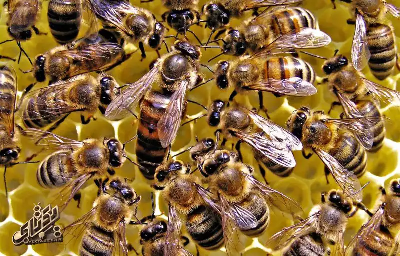 خرید ملکه کارنیکای اصل 47 carnica bee queen 43 copy خرید ملکه کارنیکای اصل