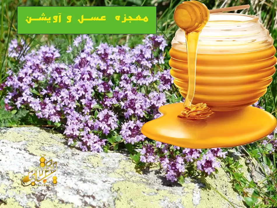 خواص اویشن و عسل برای گلو درد و سرماخوردگی 1 اویشن و عسل برای گلو درد