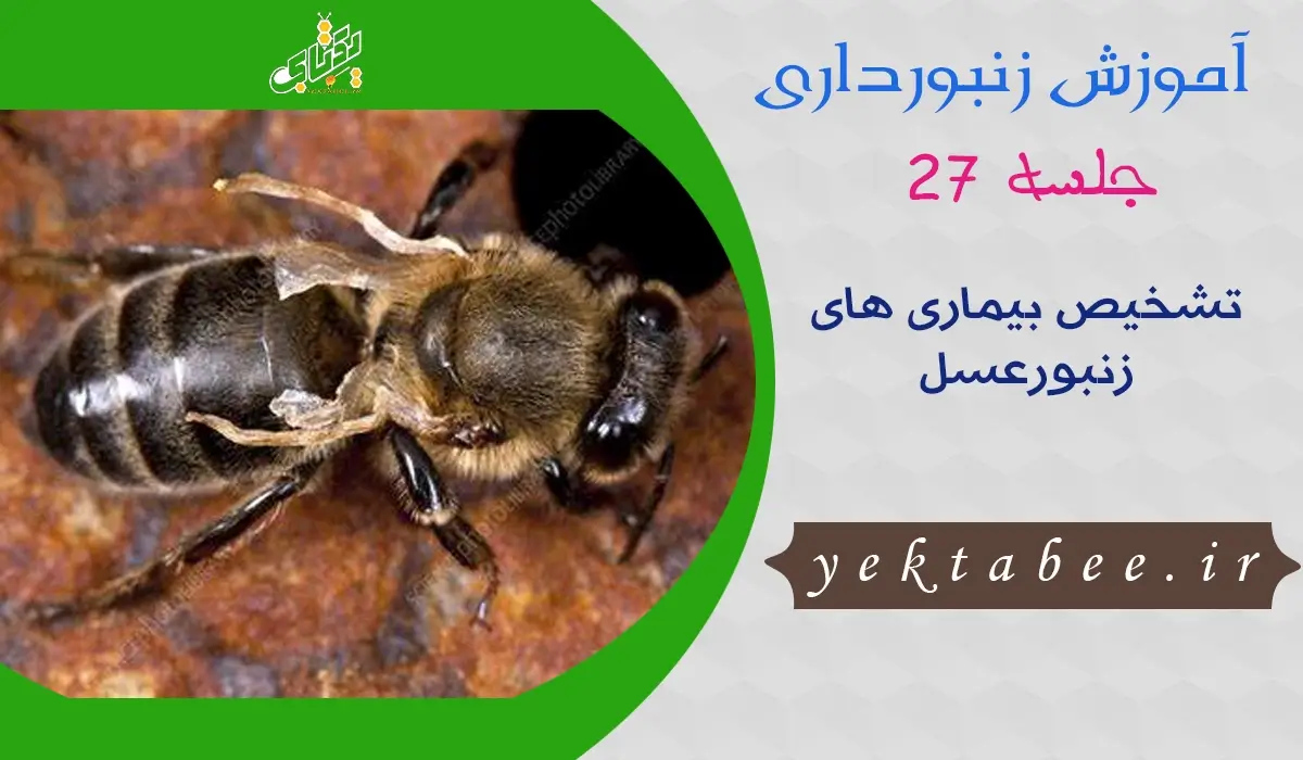 تشخیص بیماری های زنبورعسل و داروهای درمانی هر کدام 1 تشخیص بیماری های زنبورعسل و داروهای درمانی هر کدام
