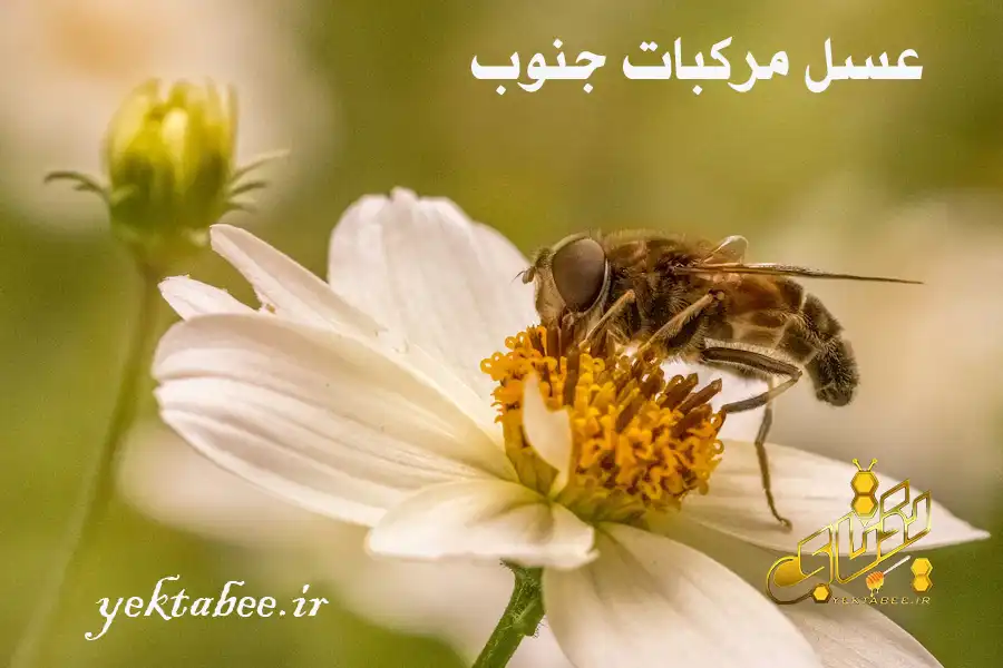عسل مرکبات جنوب بهتر است یا شمال؟ 3 خرید عسل مرکبات جنوب