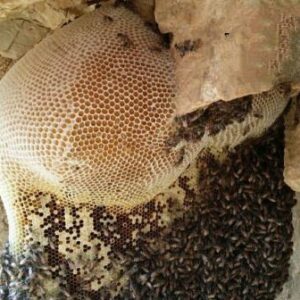 خرید عسل کوهی طبیعی