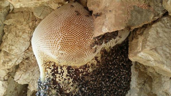 خرید عسل کوهی طبیعی 1 خرید عسل کوهی طبیعی