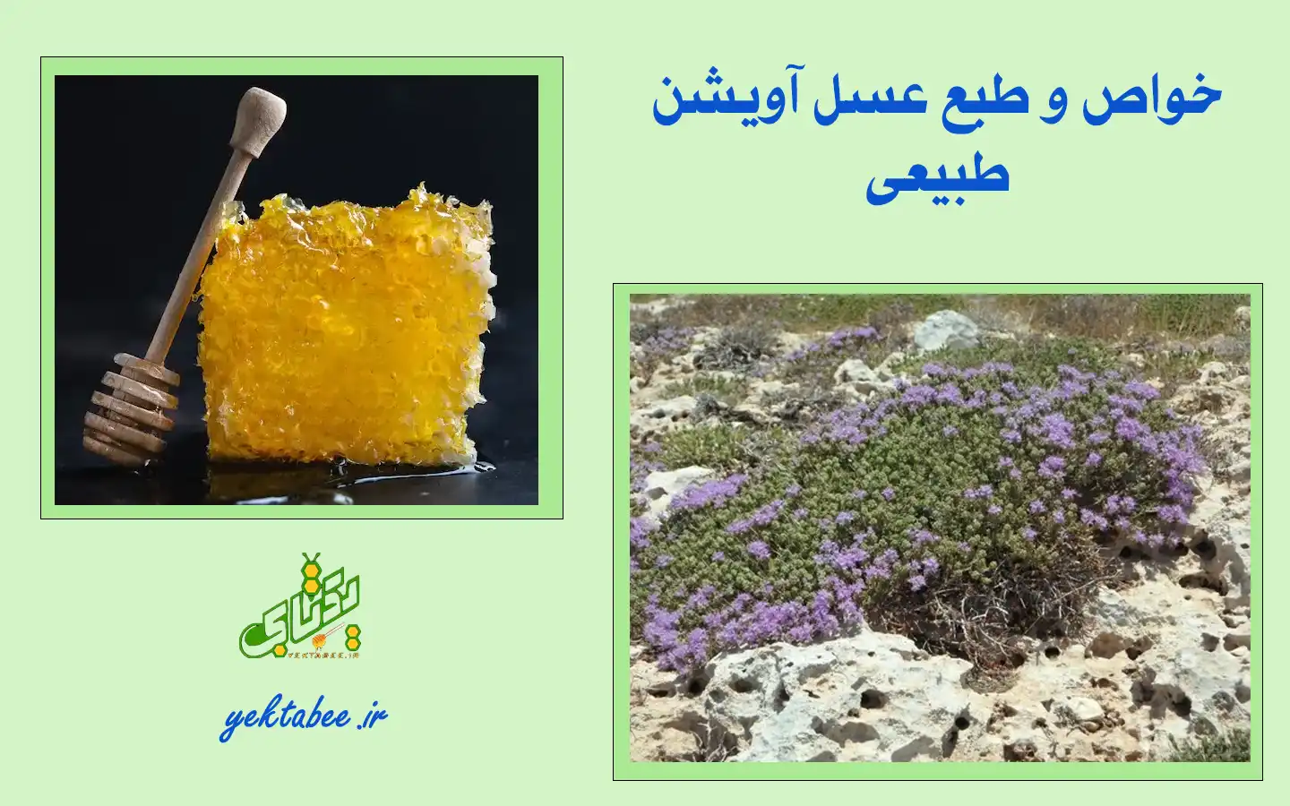 خواص و طبع عسل آویشن طبیعی 1 خواص و طبع عسل آویشن طبیعی