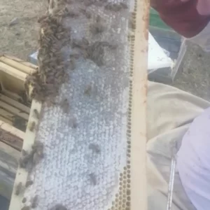 عسل آویشن طبیعی یکتابی
