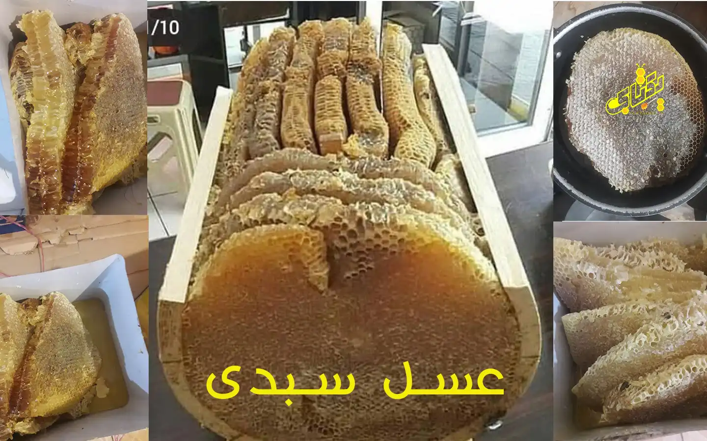 عسل سبدی اردبیل واقعیت یا توهم؟ 1 عسل سبدی اردبیل