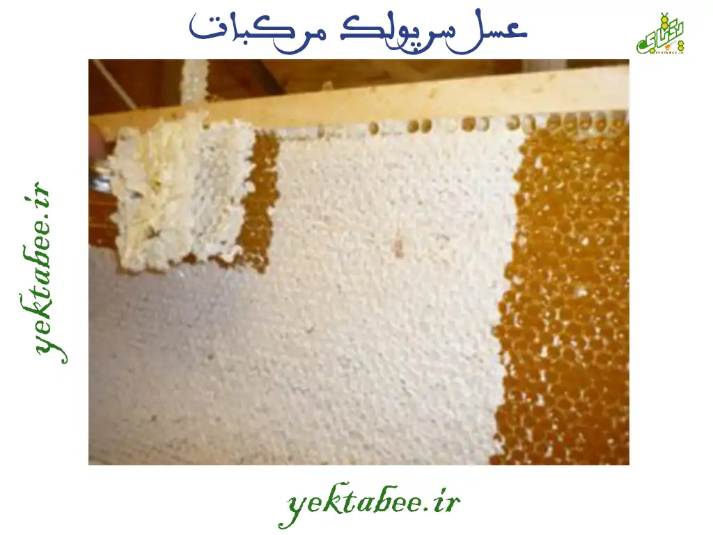 عسل سرپولک مرکبات چیست؟ خواص و قیمت 1 عسل سرپولک مرکبات