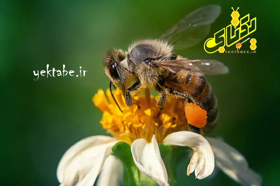 بهترین عسل طبیعی کیلویی چند 2 عسل طبیعی کیلویی قیمت