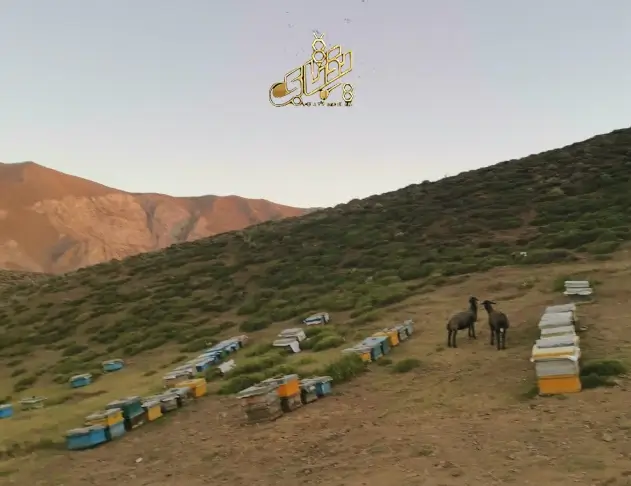 10 خواص عسل گون طبیعی را بشناسید 4 عسل گون یکتابی