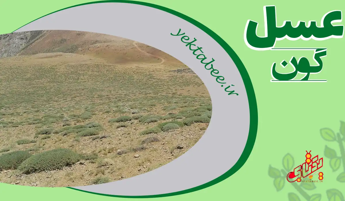 خرید عسل طبیعی با قیمت واقعی فقط از زنبوردار معتبر 4 عسل گون طبیعی اصل