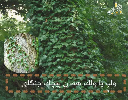 عسل ولو چیست؟ چرا ولو جنگلی خاص است - یکتابی