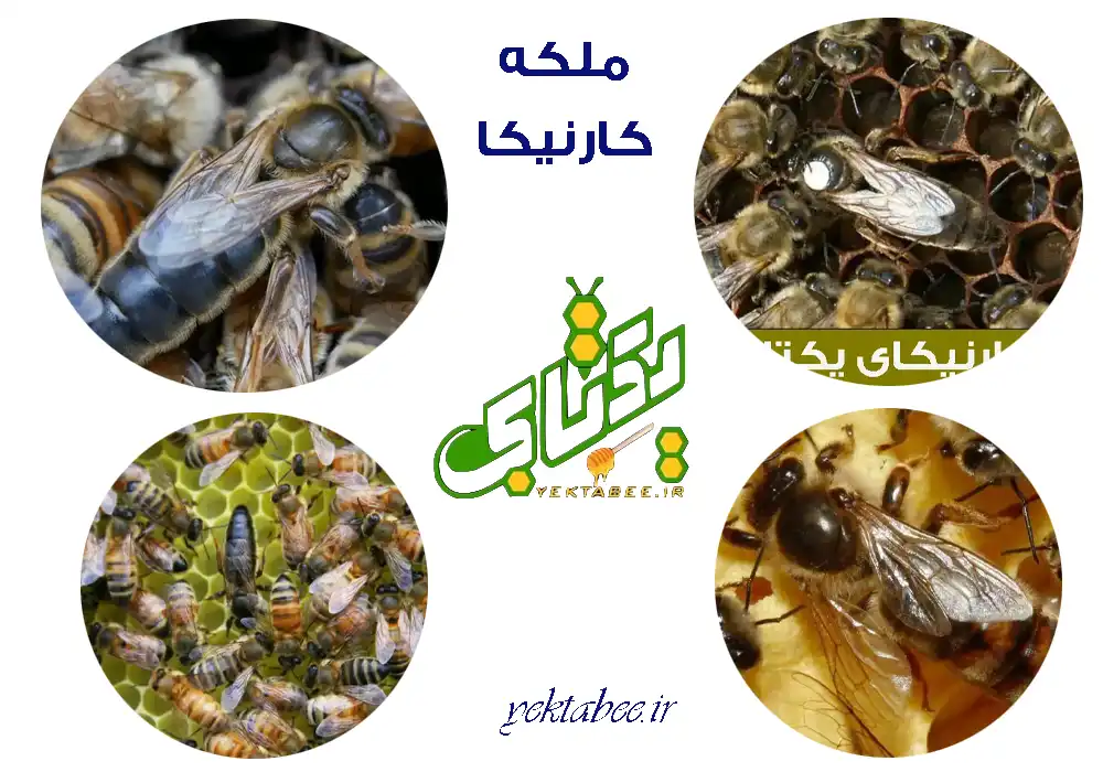 خرید ملکه زنبورعسل کارنیکا 1 خرید ملکه زنبورعسل